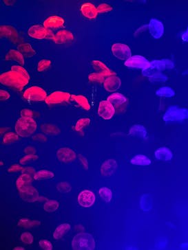 大分マリーンパレス水族館 「うみたまご」に投稿された画像（2022/5/5）