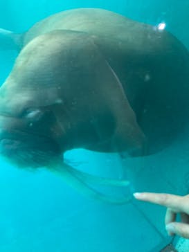 大分マリーンパレス水族館 「うみたまご」に投稿された画像（2022/5/5）