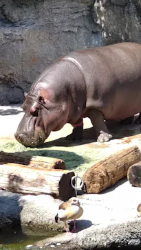 天王寺動物園に投稿された画像（2022/5/5）