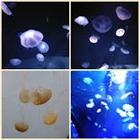 サンシャイン水族館に投稿された画像（2022/5/5）