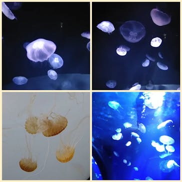 サンシャイン水族館に投稿された画像（2022/5/5）