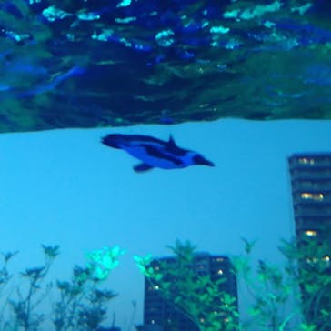 サンシャイン水族館に投稿された画像（2022/5/5）