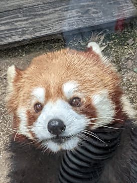 秋吉台自然動物公園 サファリランドに投稿された画像（2022/5/5）