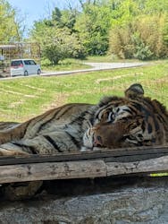 秋吉台自然動物公園 サファリランドに投稿された画像（2022/5/5）
