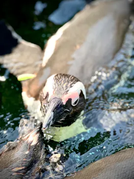 神戸どうぶつ王国に投稿された画像（2022/5/5）