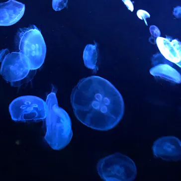 すみだ水族館に投稿された画像（2022/5/5）