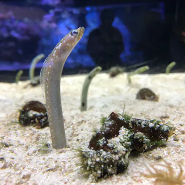 すみだ水族館に投稿された画像（2022/5/5）