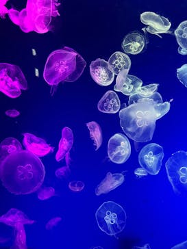 名古屋港水族館に投稿された画像（2022/5/5）