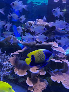 名古屋港水族館に投稿された画像（2022/5/5）