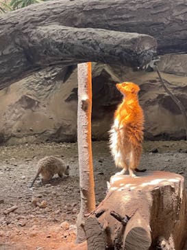 那須どうぶつ王国に投稿された画像（2022/5/5）