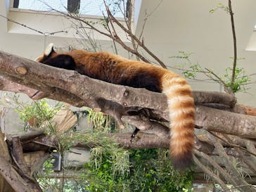 那須どうぶつ王国に投稿された画像（2022/5/5）