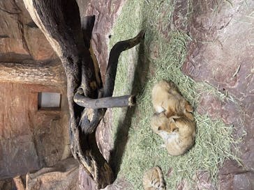 那須どうぶつ王国に投稿された画像（2022/5/5）