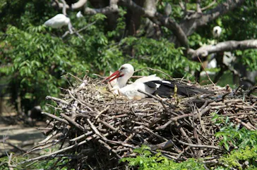 天王寺動物園に投稿された画像（2022/5/5）