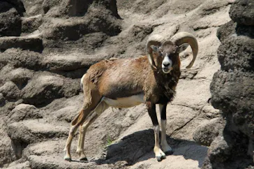 天王寺動物園に投稿された画像（2022/5/5）