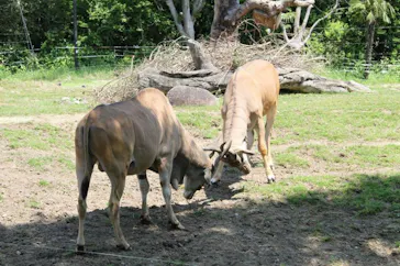 天王寺動物園に投稿された画像（2022/5/5）