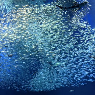 アクアワールド茨城県大洗水族館に投稿された画像（2022/5/5）