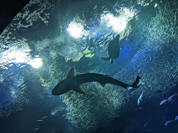 アクアワールド茨城県大洗水族館に投稿された画像（2022/5/5）