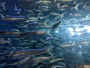 アクアワールド茨城県大洗水族館に投稿された画像（2022/5/5）