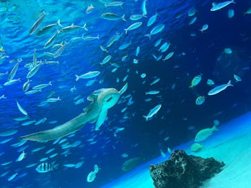 サンシャイン水族館に投稿された画像（2022/5/5）