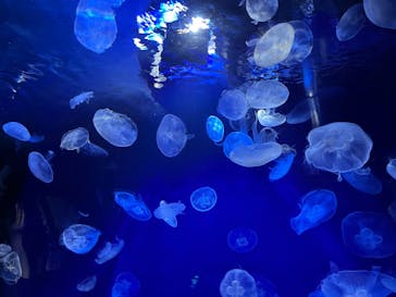 サンシャイン水族館に投稿された画像（2022/5/5）