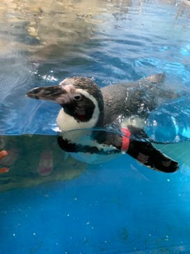 新江ノ島水族館に投稿された画像（2022/5/5）