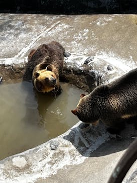 のぼりべつクマ牧場に投稿された画像（2022/5/5）