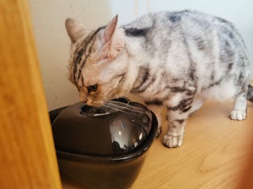 猫カフェモカ　新宿店に投稿された画像（2022/5/5）