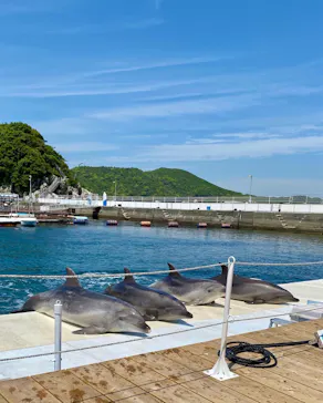 うみたま体験パーク 「つくみイルカ島」に投稿された画像（2022/5/5）