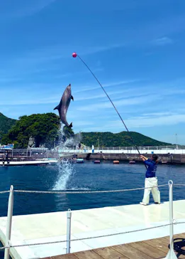 うみたま体験パーク 「つくみイルカ島」に投稿された画像（2022/5/5）