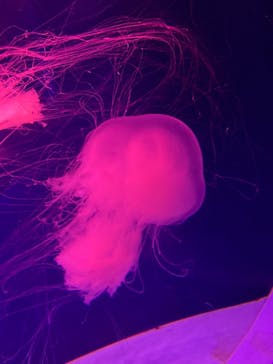 アクアワールド茨城県大洗水族館に投稿された画像（2022/5/5）