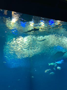 アクアワールド茨城県大洗水族館に投稿された画像（2022/5/5）