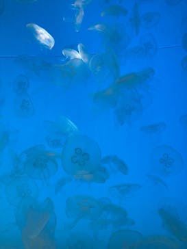 アクアワールド茨城県大洗水族館に投稿された画像（2022/5/5）