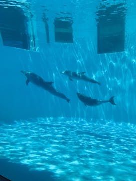 名古屋港水族館に投稿された画像（2022/5/5）