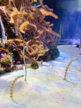 名古屋港水族館に投稿された画像（2022/5/5）