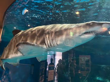 しながわ水族館に投稿された画像（2022/5/5）