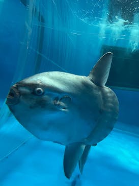 アクアワールド茨城県大洗水族館に投稿された画像（2022/5/5）