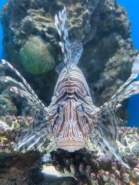アクアワールド茨城県大洗水族館に投稿された画像（2022/5/5）