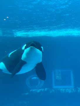 名古屋港水族館に投稿された画像（2022/5/5）
