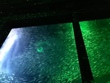 マリンワールド海の中道に投稿された画像（2022/5/5）