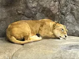 よこはま動物園ズーラシアに投稿された画像（2022/5/5）