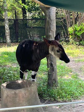 よこはま動物園ズーラシアに投稿された画像（2022/5/5）