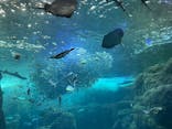 新江ノ島水族館に投稿された画像（2022/5/5）