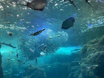 新江ノ島水族館に投稿された画像（2022/5/5）