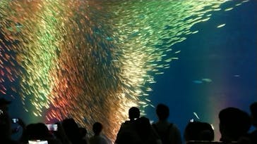 名古屋港水族館に投稿された画像（2022/5/5）