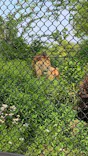 よこはま動物園ズーラシアに投稿された画像（2022/5/5）