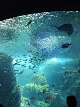 新江ノ島水族館に投稿された画像（2022/5/5）