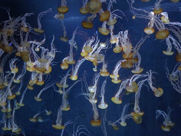 新江ノ島水族館に投稿された画像（2022/5/5）