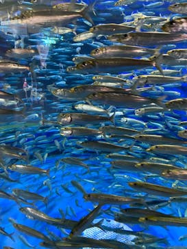 アクアワールド茨城県大洗水族館に投稿された画像（2022/5/5）