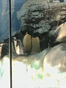 名古屋港水族館に投稿された画像（2022/5/5）