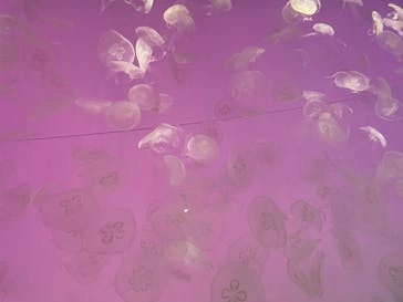 アクアワールド茨城県大洗水族館に投稿された画像（2022/5/5）